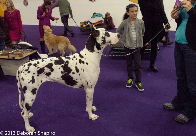 Will do anything for a treat