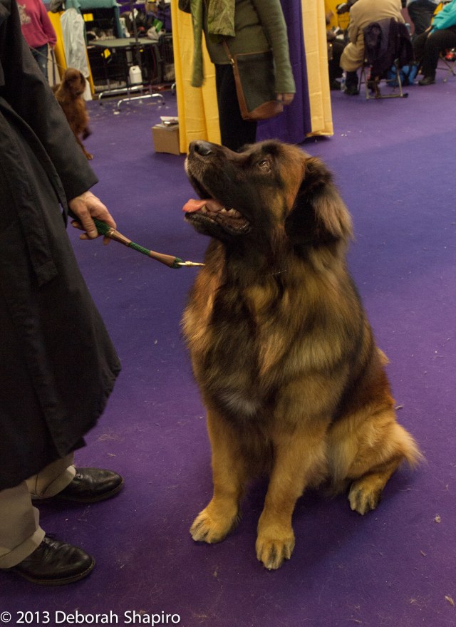 A Leonberger