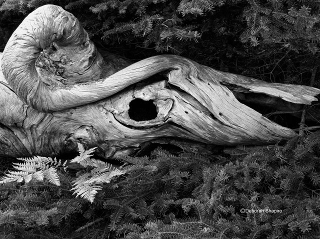 Acadia National Park, Maine