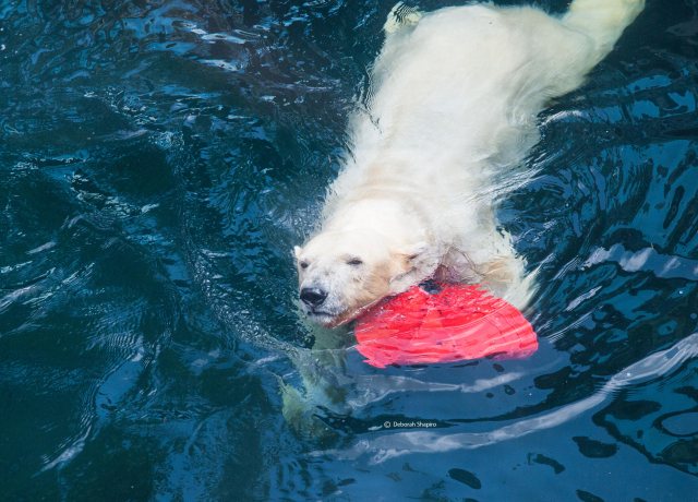 Central Park Zoo 2009
