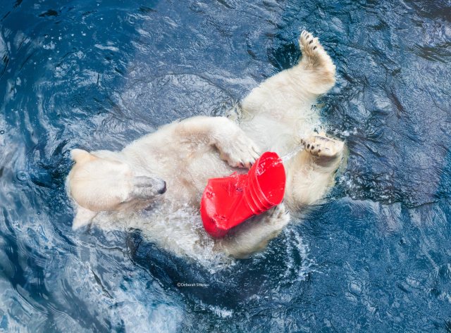 Central-Park-Zoo-7031511