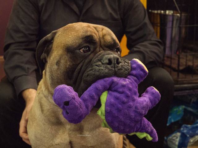 Westminster Dog Show