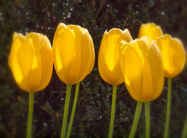 Conservatory Garden, Central Park