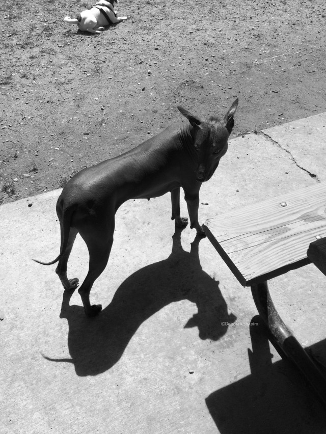 Mexican Hairless and its shadow