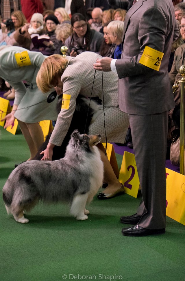 Shetland Sheepdog best of breed