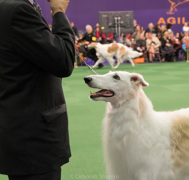 Borzoi competition