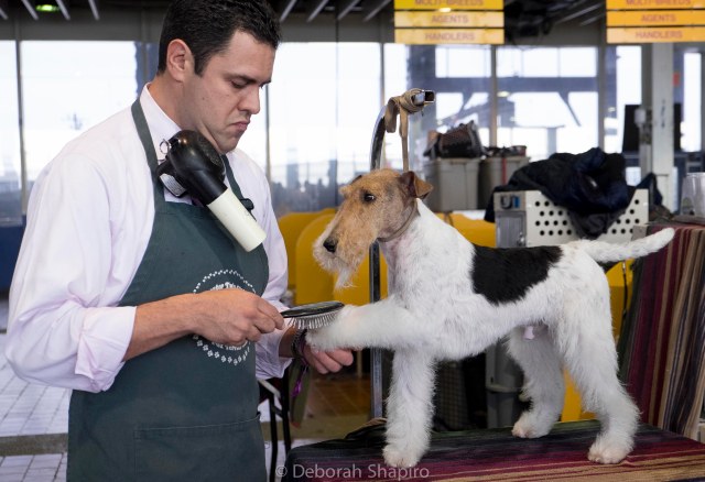 Wire-haired Fox Terrier