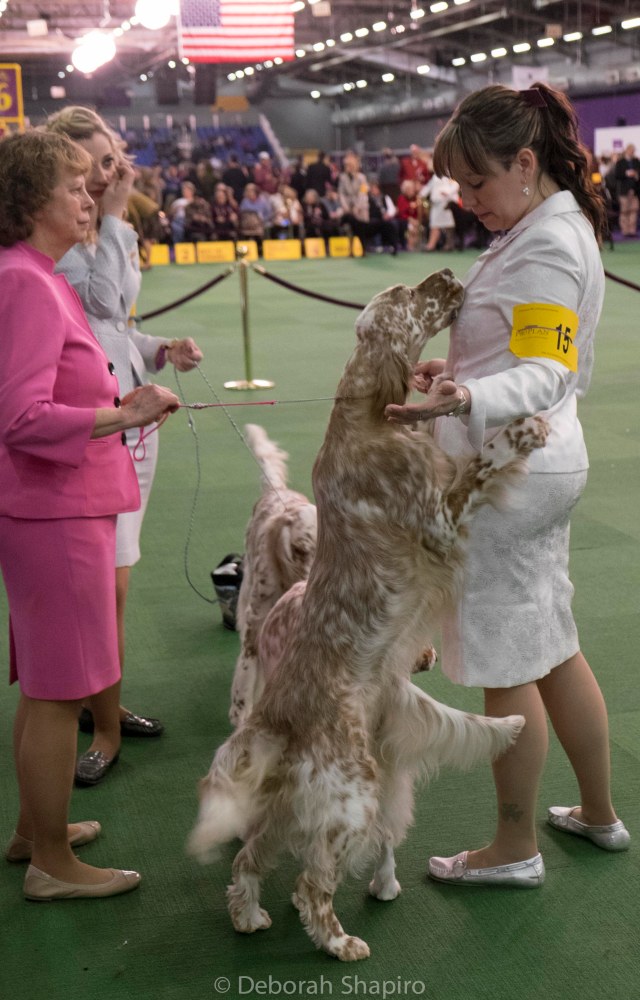 English Setters (We Won, Can We Play Now?)