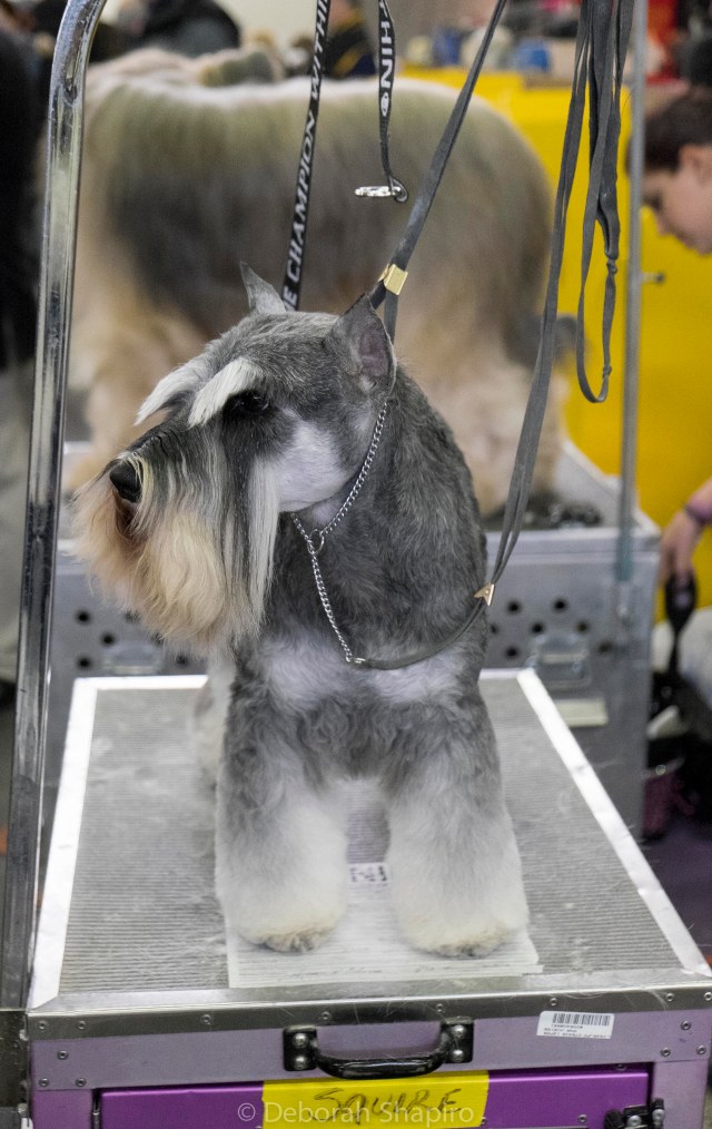 Schnauzer