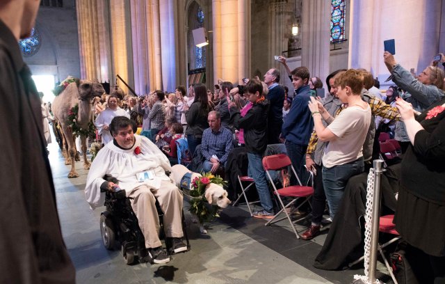 Led by a service dog, the animals enter the cathedral