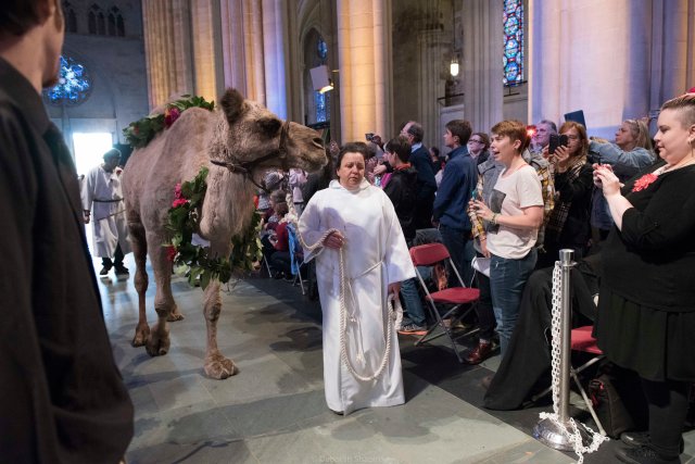 The entry of the camel