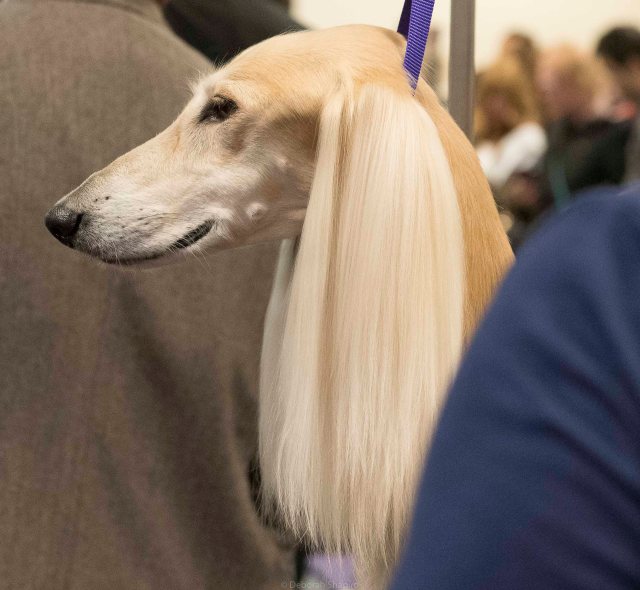 Saluki