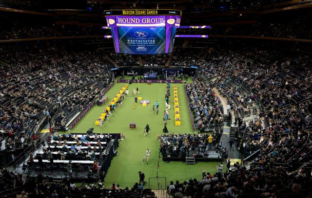 Judging the hound group