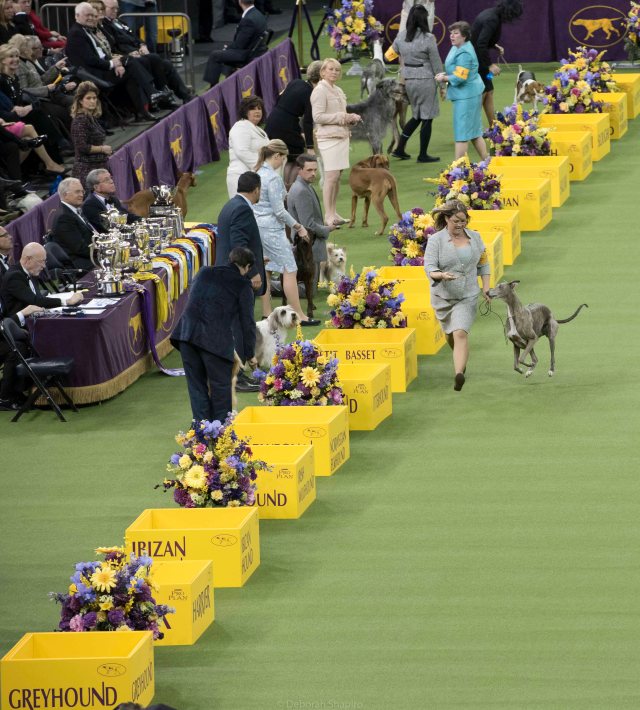 Lively Greyhound wants that treat
